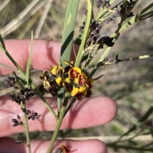 Daviesia leptophylla at Majura, ACT - 16 Sep 2023