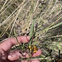 Daviesia leptophylla at Majura, ACT - 16 Sep 2023