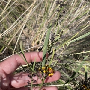 Daviesia leptophylla at Majura, ACT - 16 Sep 2023