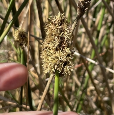 Carex tereticaulis (Poongort) at Mount Majura - 16 Sep 2023 by HaukeKoch