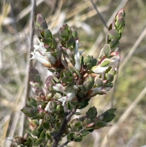 Brachyloma daphnoides at Majura, ACT - 16 Sep 2023