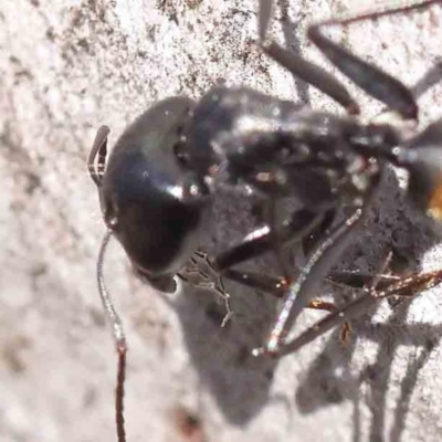 Camponotus aeneopilosus (A Golden-tailed sugar ant) at Bruce, ACT - 16 Sep 2023 by ConBoekel