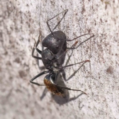 Camponotus aeneopilosus at Bruce, ACT - 16 Sep 2023 11:39 AM