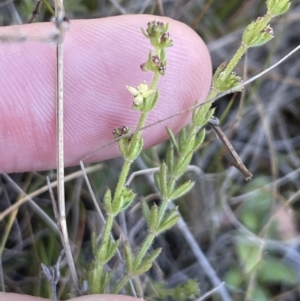 Galium gaudichaudii at Majura, ACT - 16 Sep 2023