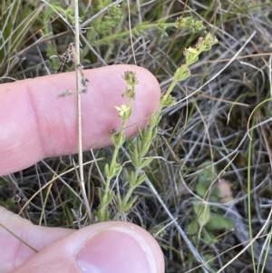 Galium gaudichaudii at Majura, ACT - 16 Sep 2023