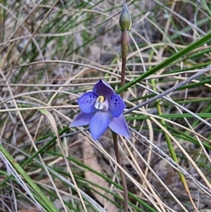 Thelymitra simulata at Captains Flat, NSW - 18 Nov 2022