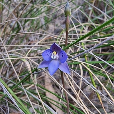 Thelymitra simulata (Graceful Sun-orchid) at Captains Flat, NSW - 18 Nov 2022 by Csteele4
