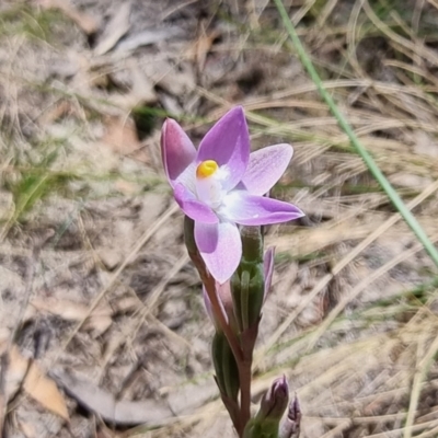 Thelymitra (Genus) (Sun Orchid) at Captains Flat, NSW - 4 Dec 2022 by Csteele4
