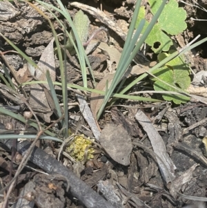 Lomandra bracteata at Hackett, ACT - 16 Sep 2023 12:56 PM