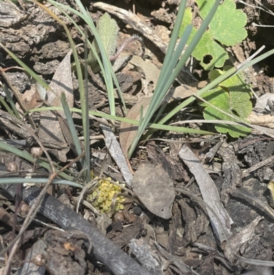 Lomandra bracteata (Small Matrush) at Mount Majura - 16 Sep 2023 by HaukeKoch