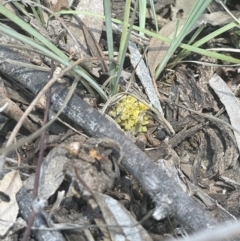 Lomandra bracteata at Hackett, ACT - 16 Sep 2023 12:56 PM