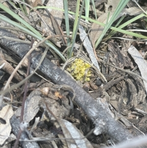 Lomandra bracteata at Hackett, ACT - 16 Sep 2023