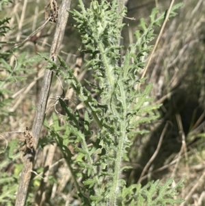 Senecio bathurstianus at Hackett, ACT - 16 Sep 2023 01:14 PM