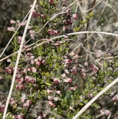 Cryptandra sp. Floriferous (W.R.Barker 4131) W.R.Barker at Hackett, ACT - 16 Sep 2023