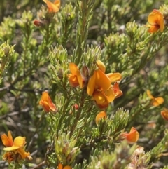 Pultenaea subspicata at Majura, ACT - 16 Sep 2023 01:39 PM