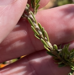 Pultenaea subspicata at Majura, ACT - 16 Sep 2023