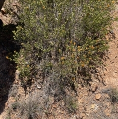 Pultenaea subspicata at Majura, ACT - 16 Sep 2023 01:39 PM