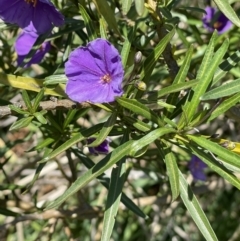 Solanum linearifolium (Kangaroo Apple) at Majura, ACT - 16 Sep 2023 by HaukeKoch