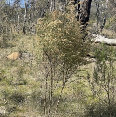 Cassinia sifton (Sifton Bush, Chinese Shrub) at Hackett, ACT - 16 Sep 2023 by HaukeKoch