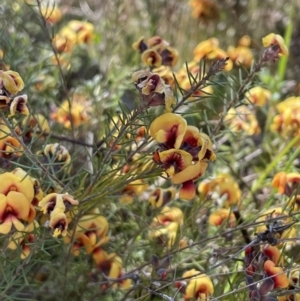 Dillwynia sp. Yetholme (P.C.Jobson 5080) NSW Herbarium at Hackett, ACT - 16 Sep 2023 01:02 PM