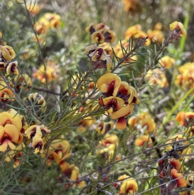 Dillwynia sp. Yetholme (P.C.Jobson 5080) NSW Herbarium at Hackett, ACT - 16 Sep 2023 by HaukeKoch