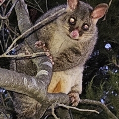 Trichosurus vulpecula (Common Brushtail Possum) at QPRC LGA - 16 Sep 2023 by MatthewFrawley