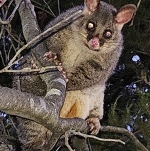 Trichosurus vulpecula at Braidwood, NSW - 16 Sep 2023 06:15 PM