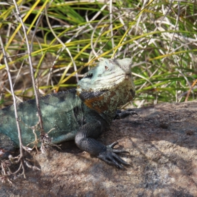 Intellagama lesueurii howittii (Gippsland Water Dragon) at ANBG - 15 Sep 2023 by MatthewFrawley