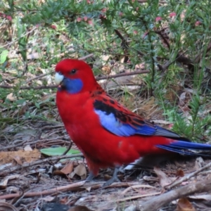 Platycercus elegans at Canberra Central, ACT - 15 Sep 2023