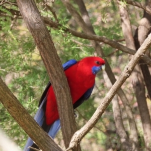 Platycercus elegans at Canberra Central, ACT - 15 Sep 2023