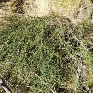 Discaria pubescens at Rendezvous Creek, ACT - 16 Sep 2023