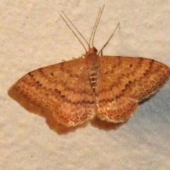 Scopula rubraria (Reddish Wave, Plantain Moth) at Wanniassa, ACT - 16 Sep 2023 by JohnBundock