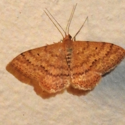 Scopula rubraria (Reddish Wave, Plantain Moth) at Wanniassa, ACT - 16 Sep 2023 by JohnBundock