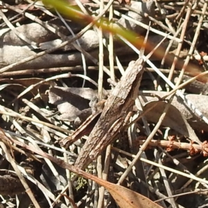 Coryphistes ruricola at Majura, ACT - 16 Sep 2023