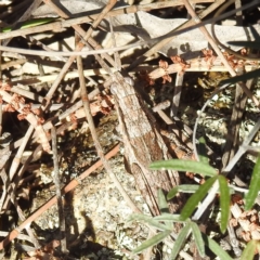 Coryphistes ruricola at Majura, ACT - 16 Sep 2023