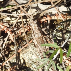 Coryphistes ruricola at Majura, ACT - 16 Sep 2023