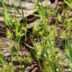 Drosera gunniana (Pale Sundew) at Wodonga, VIC - 16 Sep 2023 by KylieWaldon