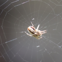 Unidentified Spider (Araneae) at Wodonga, VIC - 16 Sep 2023 by KylieWaldon