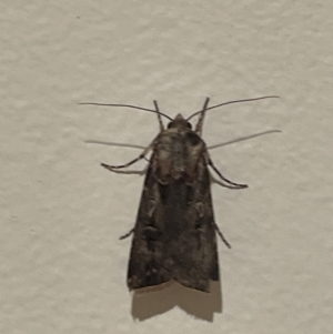 Agrotis munda at Jerrabomberra, NSW - suppressed