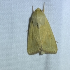 Helicoverpa (genus) (A bollworm) at Jerrabomberra, NSW - 16 Sep 2023 by Steve_Bok