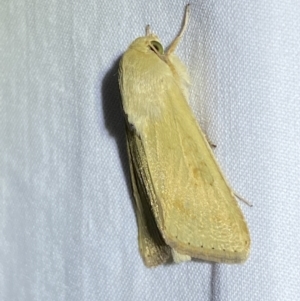 Helicoverpa (genus) at Jerrabomberra, NSW - 16 Sep 2023