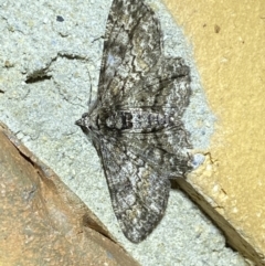 Cleora displicata (A Cleora Bark Moth (Boarmiini) at Jerrabomberra, NSW - 16 Sep 2023 by SteveBorkowskis