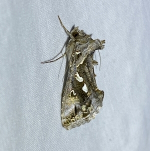 Chrysodeixis argentifera at Jerrabomberra, NSW - suppressed