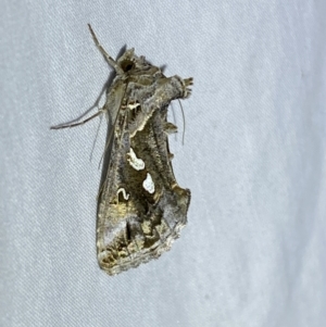 Chrysodeixis argentifera at Jerrabomberra, NSW - suppressed