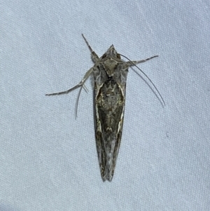 Chrysodeixis argentifera at Jerrabomberra, NSW - suppressed