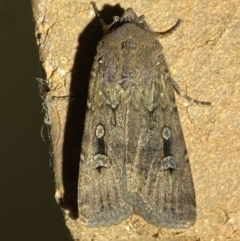 Agrotis infusa (Bogong Moth, Common Cutworm) at Jerrabomberra, NSW - 16 Sep 2023 by Steve_Bok