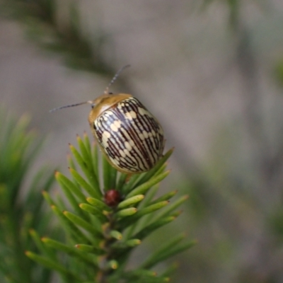 Paropsis pictipennis (Tea-tree button beetle) at Murrumbateman, NSW - 15 Sep 2023 by SimoneC