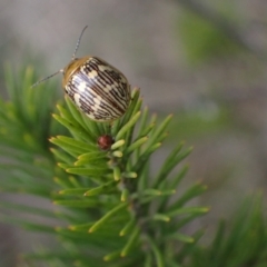 Paropsis pictipennis at Murrumbateman, NSW - 15 Sep 2023 03:51 PM