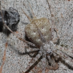 Tamopsis sp. (genus) at Wellington Point, QLD - 27 Aug 2023 09:51 AM