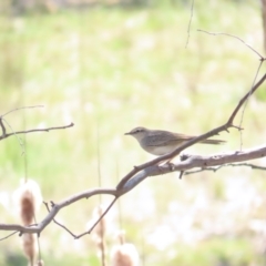 Cincloramphus mathewsi (Rufous Songlark) at Bellmount Forest, NSW - 16 Sep 2023 by BenW